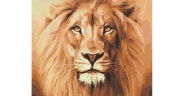Картина по номерам GX-22558 "Взгляд льва" 40х50см